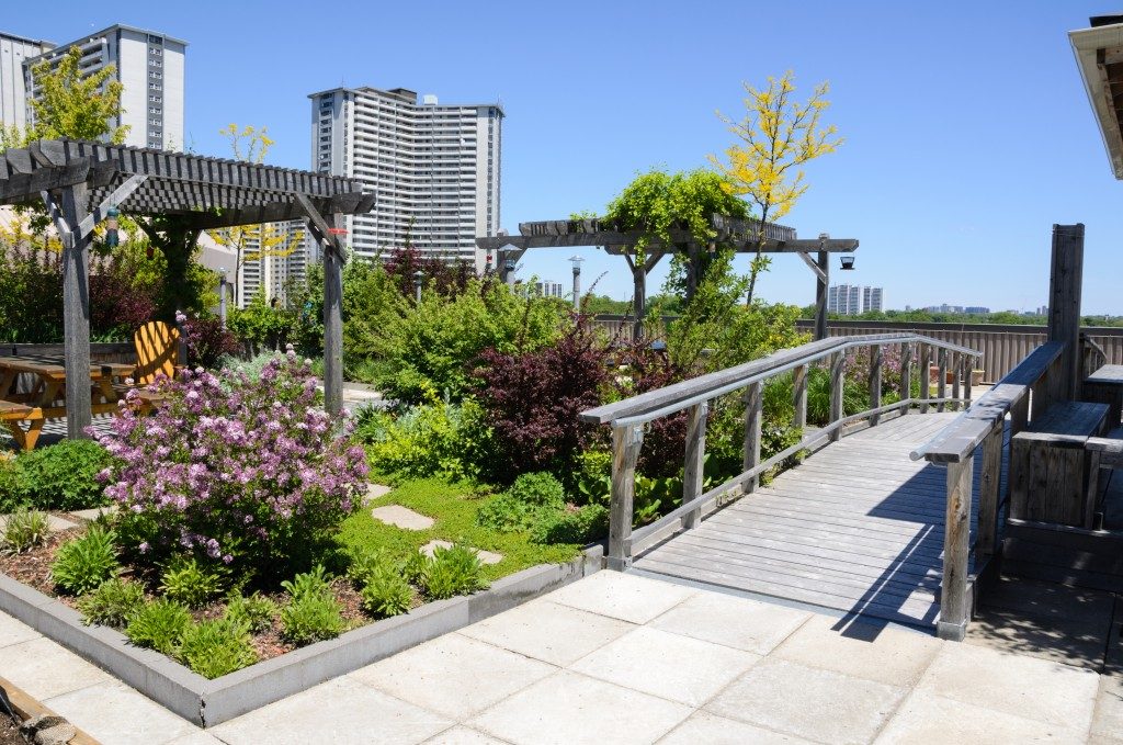 Rooftop garden in urban setting