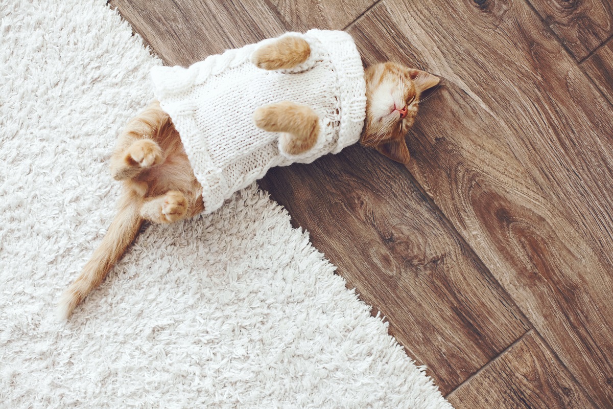 cat wearing a knitted sweater