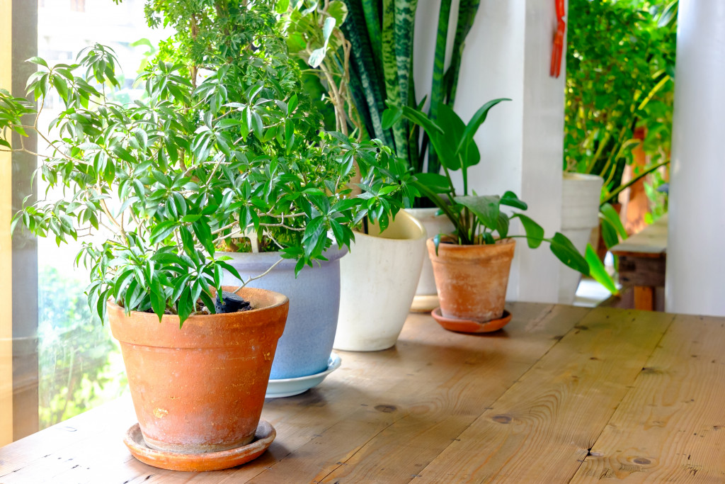 A few plant pots are positioned near the window.