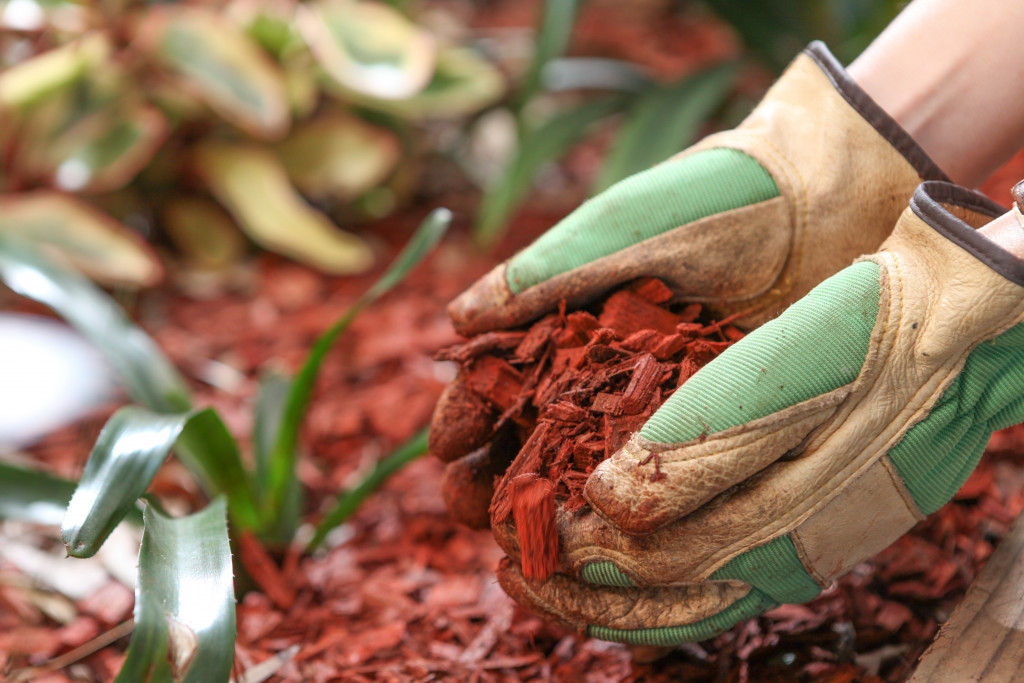 A gloved hand putting wood chips on the soil as mulch