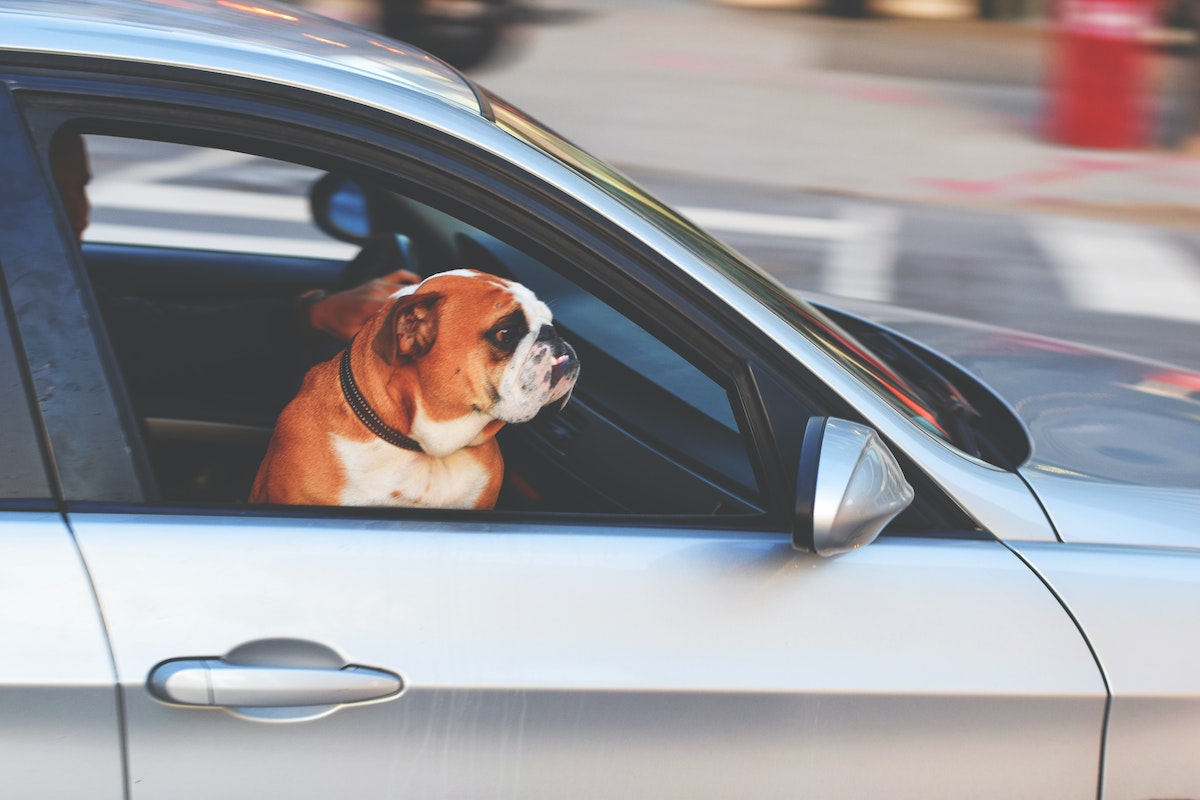 dog in front seat