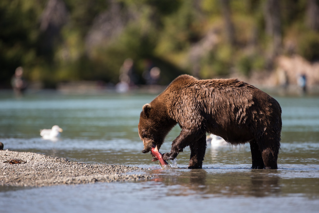 Brown bear catching salmon at a national park.