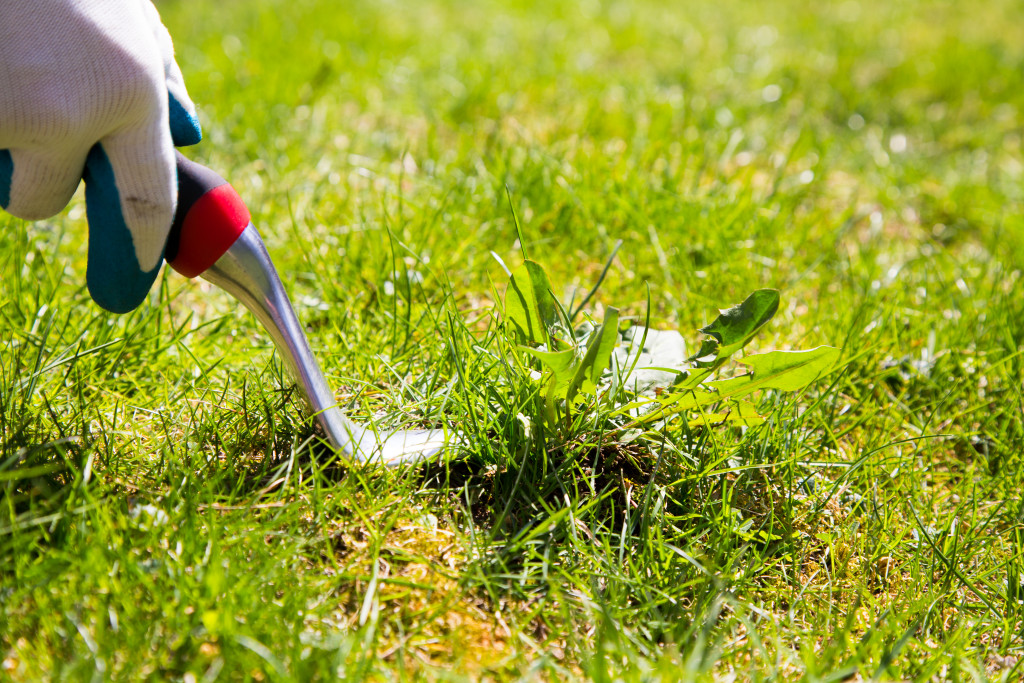 person removing weed in the lawn by hand