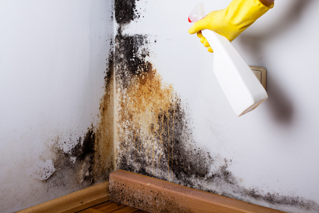 Mold cleanup