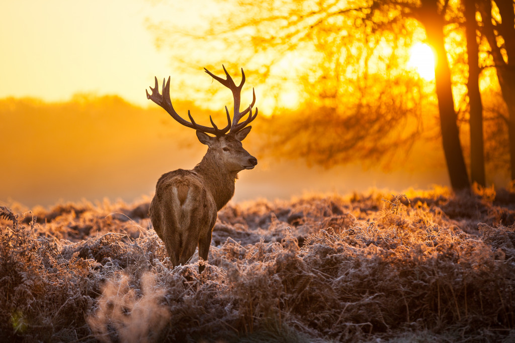 A deer in the meadows